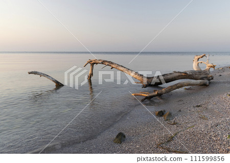 Sunset on the beach in Nesebar resort in Bulgaria 111599856