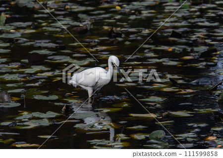 郊區公園裡的一隻白鷺 郊區公園裡的一隻白鷺 111599858