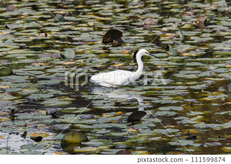 郊區公園裡的一隻白鷺 郊區公園裡的一隻白鷺 111599874