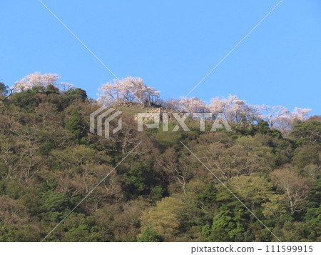 鳥取城遺址的櫻花在明亮的藍天的映襯下熠熠生輝 鳥取城遺址的櫻花在明亮的藍天的映襯下熠熠生輝 111599915