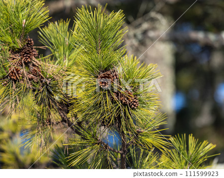 松樹與錐體 111599923