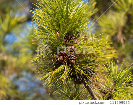 松樹與錐體 松樹與錐體 111599925
