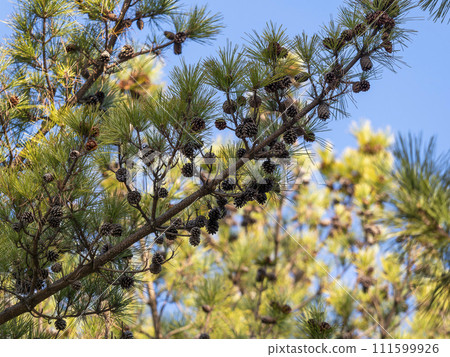 pine tree with cones 111599926