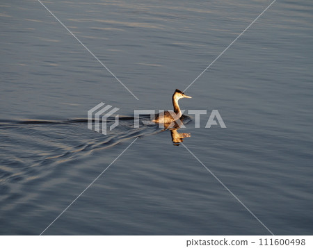 Crested grebe swimming on the surface of the Arakawa River in Kawaguchi City, Saitama Prefecture 111600498