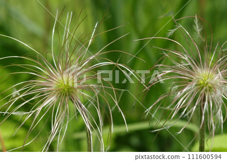 Pasqueseed 物種：開花後變成灰色 111600594