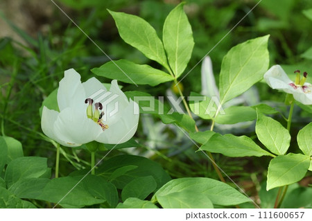 山牡丹白花盛開在森林裡 111600657