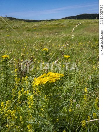 Yellow blooming flower called Ragwort in Ireland Yellow blooming flower called Ragwort in Ireland 111600722