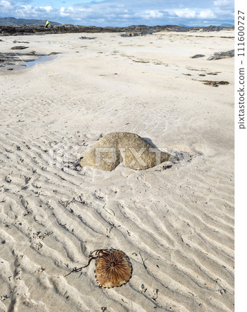 The famous back shaped stone and a compass jellyfish at Narin Strand by Portnoo, County Donegal Ireland 111600727