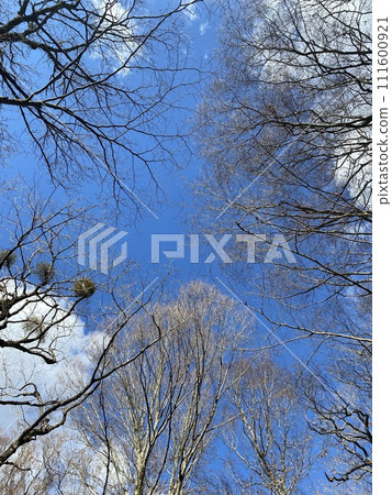 山毛櫸林在冬日藍色的天空下閃閃發光 山毛櫸林在冬日藍色的天空下閃閃發光 111600921