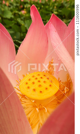 bright blooming pink water lotus flower growing among lush green leaves on calm pond 111600996
