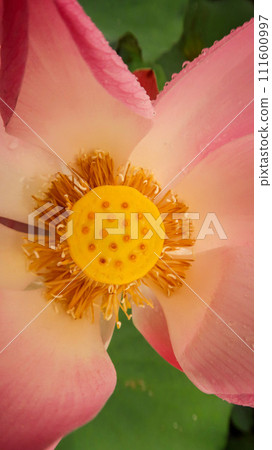 bright blooming pink water lotus flower growing among lush green leaves on calm pond 111600997