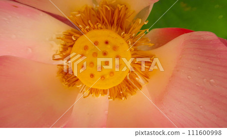bright blooming pink water lotus flower growing among lush green leaves on calm pond 111600998