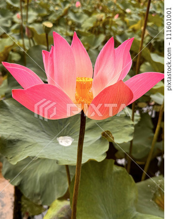 bright blooming pink water lotus flower growing among lush green leaves on calm pond 111601001