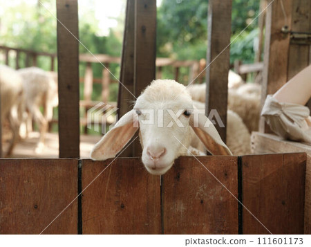 A sheep looking over a wooden fence in a pen with other sheep in the background A sheep looking over a wooden fence in a pen with other sheep in the background 111601173