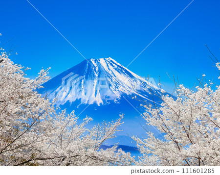 Fuji and cherry blossoms 111601285