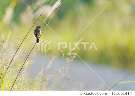 Flycatcher perching on a reed bed 111601414
