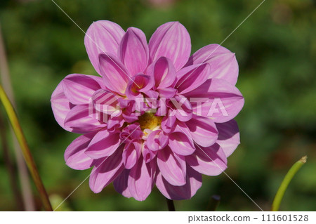 Dahlia 111601528