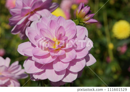 Dahlia Dahlia 111601529