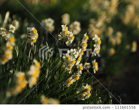 黃水仙 黃水仙 111601556