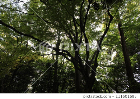 Dark forest Dark forest 111601693