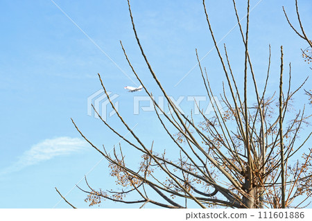 A melid tree with only the fruit left A melid tree with only the fruit left 111601886