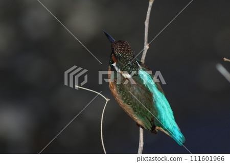 翠鳥羽毛如寶石般美麗 111601966