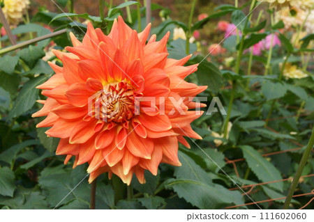 Dahlia Dahlia 111602060