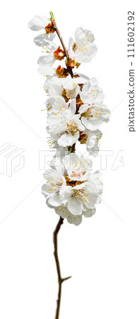 Beautiful blooming tree. template. Spring ?Springtime. Copy space ,banner. The gardens are blooming. Beautiful blooming tree. template. Spring ?Springtime. Copy space ,banner. The gardens are blooming. 111602192