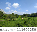 Park scenery surrounded by green trees under the blue sky in summer 111602259
