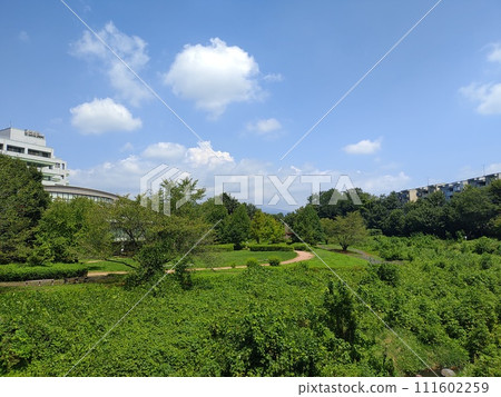 夏日藍天白雲下綠樹環繞的公園景色 111602259