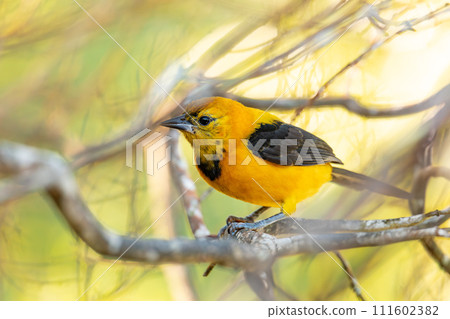 Yellow oriole (Icterus nigrogularis), Minca, Sierra Nevada, Magdalena department. Wildlife and birdwatching in Colombia 111602382