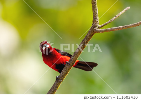 Crimson-backed tanager (Ramphocelus dimidiatus) male, Minca, Sierra Nevada de Santa Marta. Wildlife and birdwatching in Colombia. Crimson-backed tanager (Ramphocelus dimidiatus) male, Minca, Sierra Nevada de Santa Marta. Wildlife and birdwatching in Colombia. 111602410