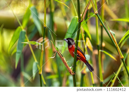 Crimson-backed tanager (Ramphocelus dimidiatus) female, Minca Sierra Nevada de Santa Marta. Wildlife and birdwatching in Colombia. 111602412