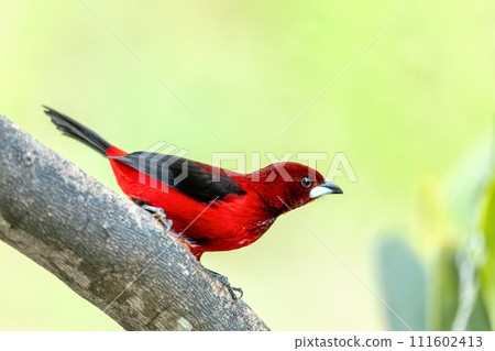 Crimson-backed tanager (Ramphocelus dimidiatus) male, Minca, Sierra Nevada de Santa Marta. Wildlife and birdwatching in Colombia. 111602413