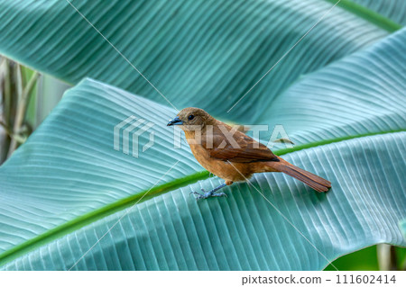 White-lined tanager (Tachyphonus rufus) female, Minca, Sierra Nevada de Santa Marta. Wildlife and birdwatching in Colombia. 111602414