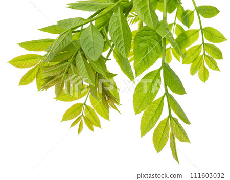 Green leaves isolated on white background. spring foliage. Elderberry isolated on white background. Green leaves isolated on white background. spring foliage. Elderberry isolated on white background. 111603032