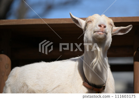 Goat relaxing in the sunlight 111603175