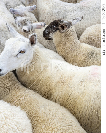 Sheep being gathered in sheepfold at Narin Strand Sheep being gathered in sheepfold at Narin Strand 111603296