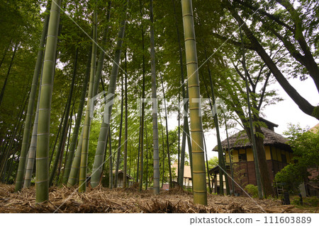 An old folk house in a bamboo forest An old folk house in a bamboo forest 111603889