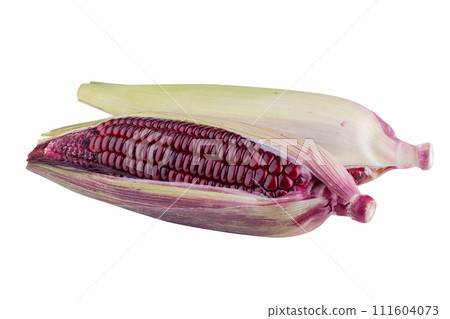 fresh purple corn isolated on a white background fresh purple corn isolated on a white background 111604073
