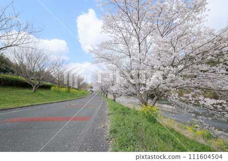 Road with cherry blossoms 111604504