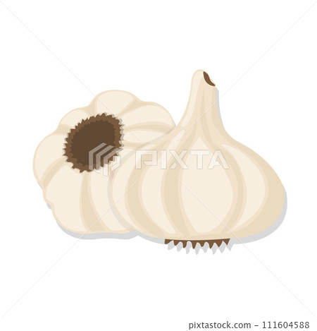 Food ingredient garlic cartoon illustration 111604588