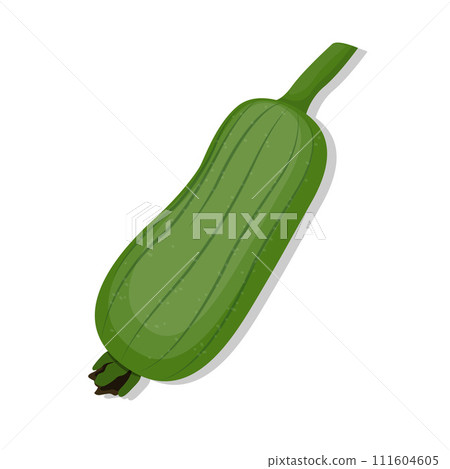 Vegetable fresh organic loofah cartoon illustration Vegetable fresh organic loofah cartoon illustration 111604605