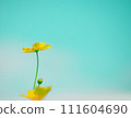 Cosmos Lemon Bright2024.2.15-1 111604690