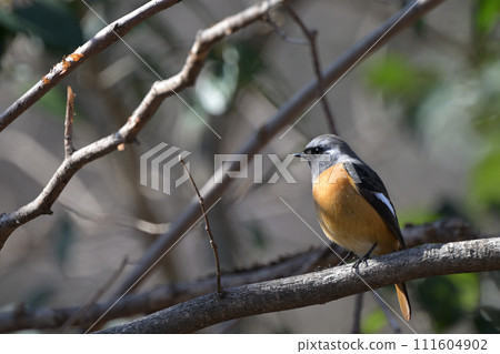 A dignified Daurian Redstart in Inokashira Park A dignified Daurian Redstart in Inokashira Park 111604902
