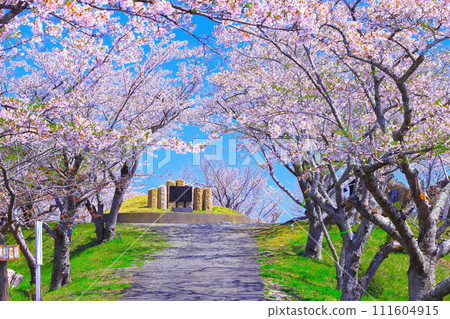 Refreshing blue skies and cherry blossom trees leading to the observation plaza 111604915
