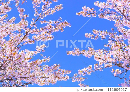 Clear blue sky and Yoshino cherry tree in full bloom 111604917