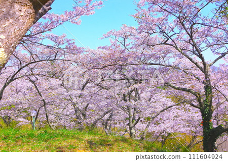 清澈的藍天和盛開的櫻花園 111604924