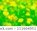 Cosmos Lemon Bright2024.2.15-2 111604951