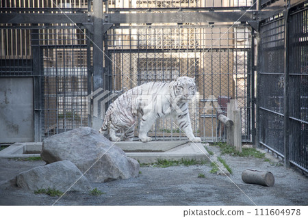 白虎眼神銳利 111604978